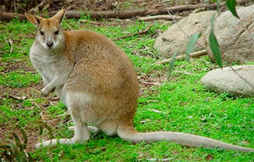 Ученые описали новый род крупного ископаемого кенгуру