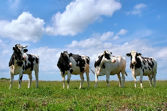 Численность крупного рогатого скота в хозяйствах Беларуси в 2011 году возросла на 2,3%
