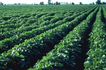 Минсельхозпрод совместно с Минэкономики прорабатывает механизм формирования закупочных цен на растениеводческую продукцию в 2012 году