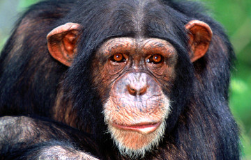 Шимпанзе могут произносить некоторые слова человеческого языка