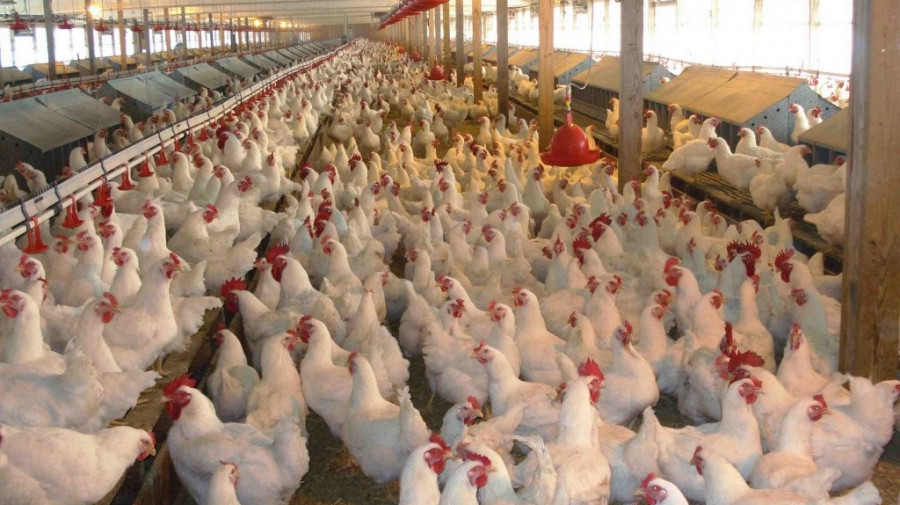 Беларусь ограничивает поставки птицы из четырех стран