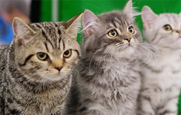 Британские исследователи рассказали, как воспитывать кошек