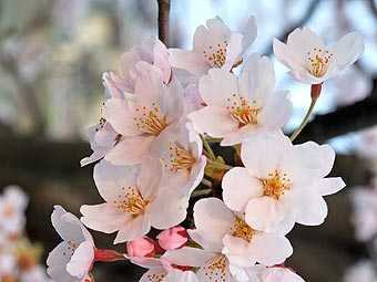 Метеорологи Японии отказались от прогноза цветения сакуры