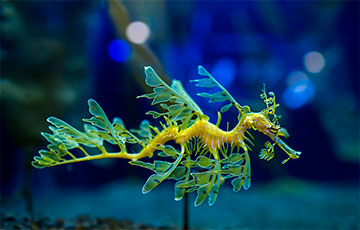 Ученые объяснили, почему рыба морской дракон выглядит так странно