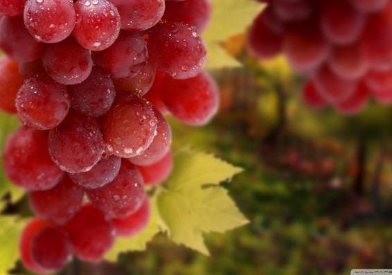 Стала ли Беларусь поставщиком турецкого винограда в Россию?