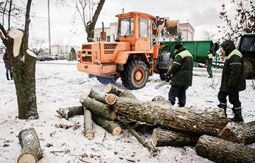 Активисты заставили Шореца остановить вырубку Котовки