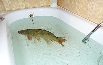 Щуки неделю «полоскались» в ванной рыбака в Ивацевичах и накрутили 40 кубов воды