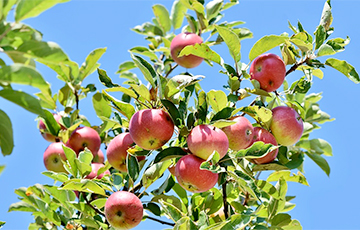 Могут ли беларусы срывать соседские груши и яблоки, если ветка свисает в их огород?