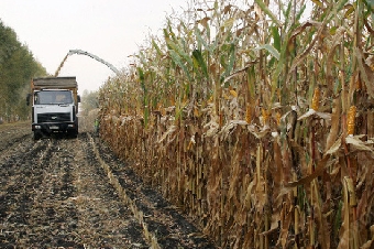Сельхозорганизации Беларуси посеяли кукурузу на зерно на 56,8% запланированной площади