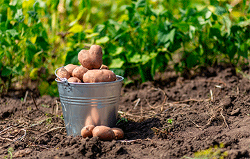 В Беларуси начался дефицит картошки