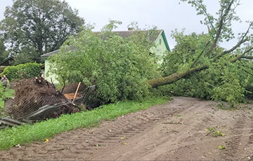Деревья падали на дома и авто: МЧС показало последствия непогоды в Беларуси