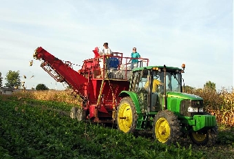 Сельхозорганизации Беларуси завершают сев сахарной свеклы