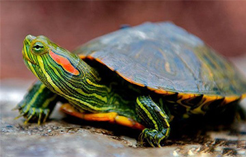 Красноухие черепахи захватывают водоемы Гродно