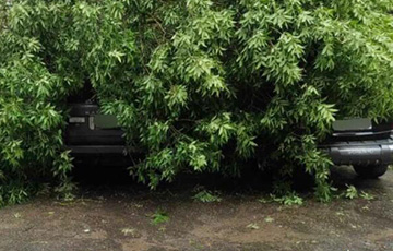 В Минске из-за непогоды на машину рухнуло дерево