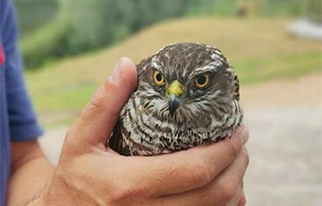 В Гомеле вороны чуть не заклевали ястреба