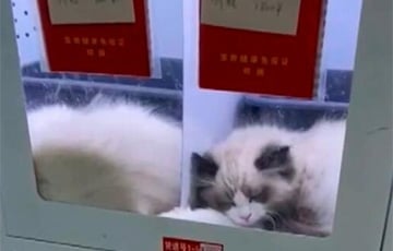 В Китае начали продавать живых котов и собак в автоматах