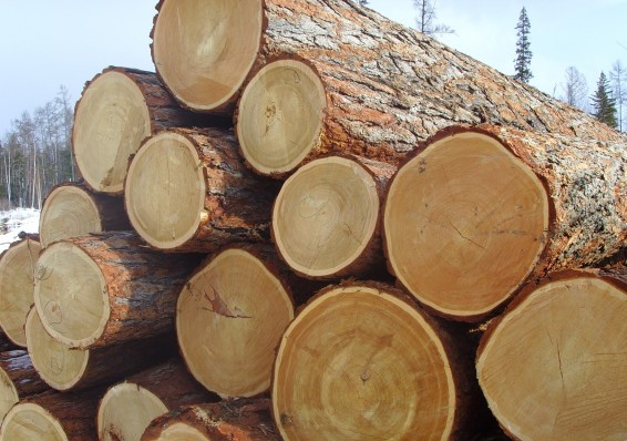 Почему модернизация белорусской деревообработки не решила проблем отрасли