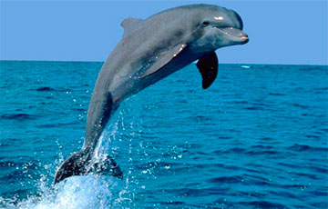 Боевой дельфин атаковал судно с московитскими военными у Керченского моста