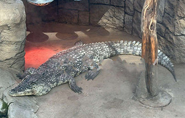 В Минске не смогли продать с аукциона 14-летнего крокодила