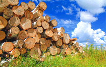 Семашко о деревообработке: Надо только не развазюкивать