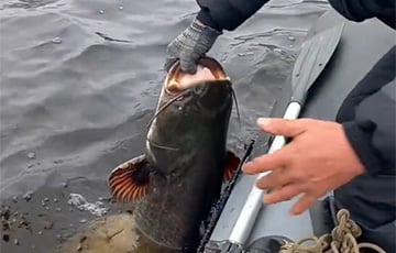 Рыбак вытащил огромного сома из Осиповичского водохранилища