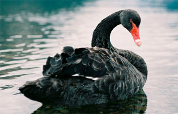 The Economist: В РФ создана благоприятная почва для «всех видов черного лебедя»