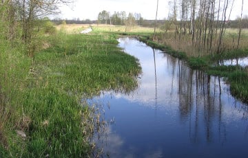 В Беларуси реке вернули старое русло XIX века