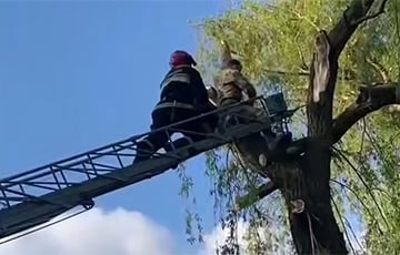 В Дятлово беларус пилил ветки на дереве и застрял