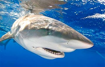 На популярном среди беларусов курорте Египта акулы атакуют отдыхающих