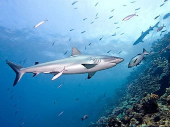 Египет увидел в нападениях акул руку "Моссада"