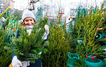 Озвучены цены на новогодние елки в Беларуси