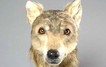 Ученые воссоздали морду собаки, обитавшей 4000 лет назад