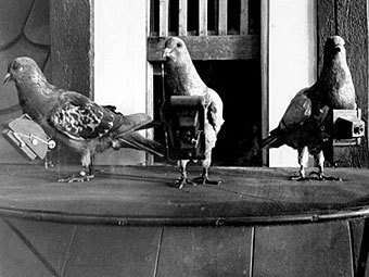 Британские спецлужбы пытались превратить голубей в "беспилотники"