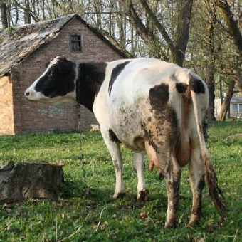 Дело похитителей коров с ферм в Витебской и Минской областях направлено в суд