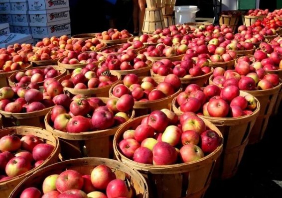 Беларусь сама обеспечит себя яблоками