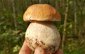 «Чтобы найти гриб, нужно думать, как гриб»