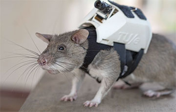 Крысы с крошечными рюкзаками будут спасать людей