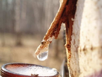 Лесхозы Беларуси планируют в 2012 году заготовить не менее 60 т товарного меда