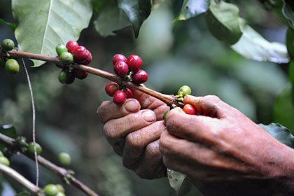 Климатологи предсказали снижение урожаев кофе вдвое