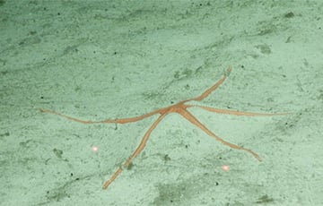 Ученые нашли в Тихом океане новых удивительных животных