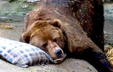 В Могилеве проснулся местный «синоптик», который предсказывает весну