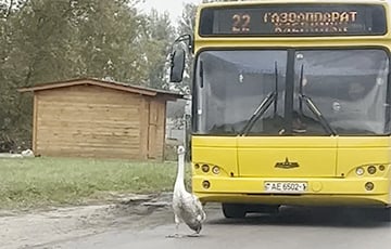 Важный гусь из Бреста, вышагивающий перед автобусом, стал звездой Сети