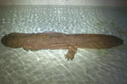 В Китае обнаружили исполинскую саламандру