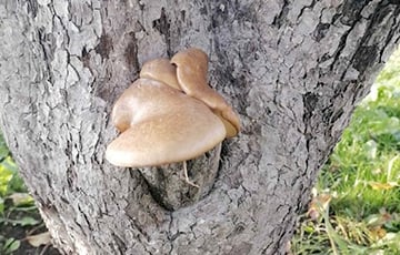 Беларусы находят грибы в самых неожиданных местах