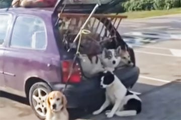В Гродно обсуждают странный автомобиль на улицах города