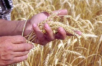 Первый миллион тонн зерна нового урожая собрали в Беларуси