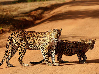 В Замбии запретили охоту на львов и леопардов