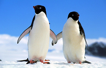 В Новой Зеландии нашли древнейшего пингвина