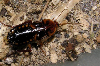 Туркестанские тараканы начали вытеснять с юга США местные виды
