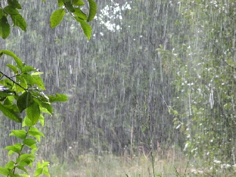 Дожди и грозы ожидаются в Беларуси 31 июля